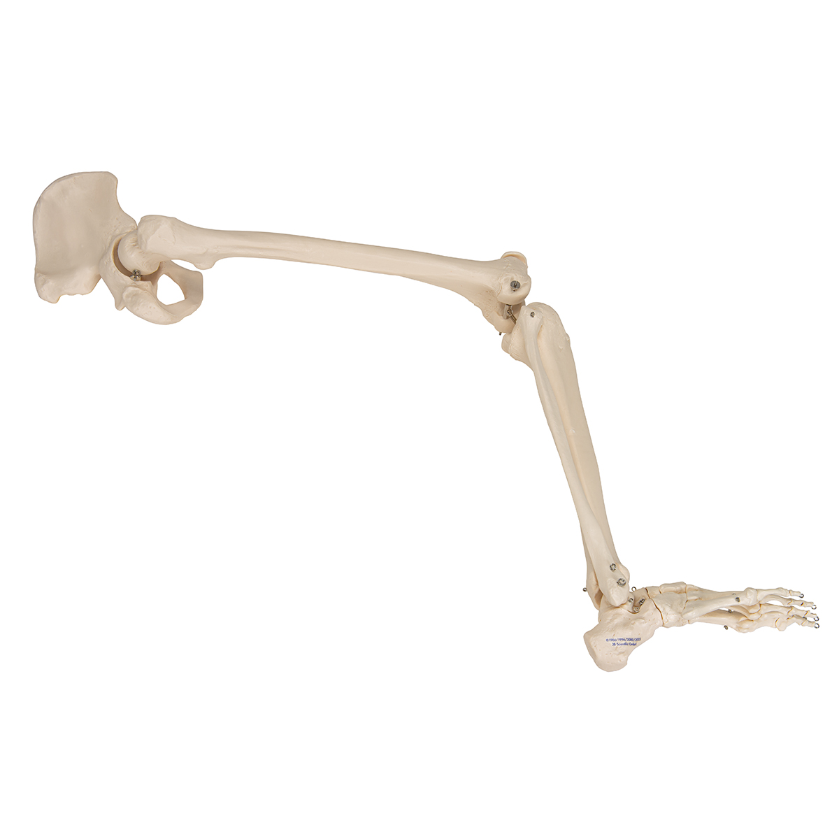 Beinskelett