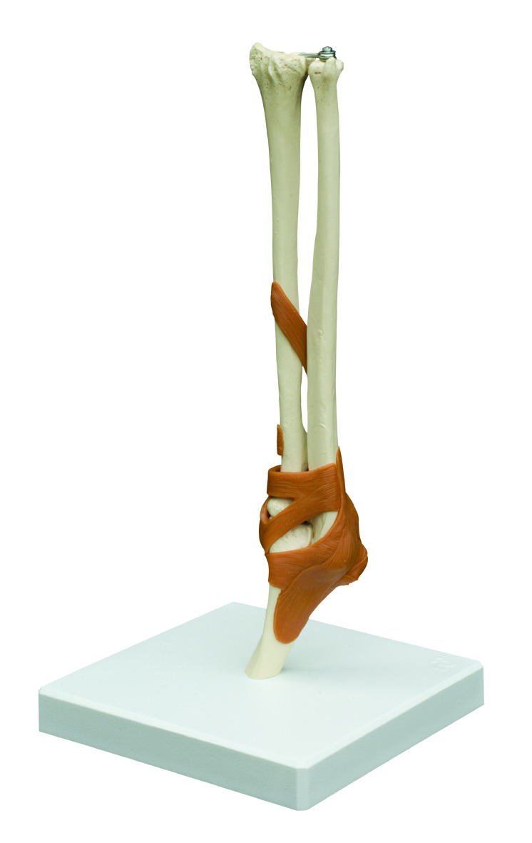 Ellenbogengelenk Funktionsmodell