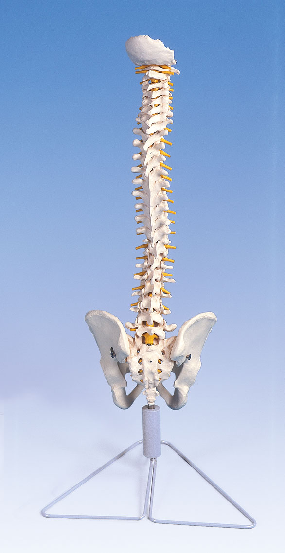 Wirbelsäule, flexibel